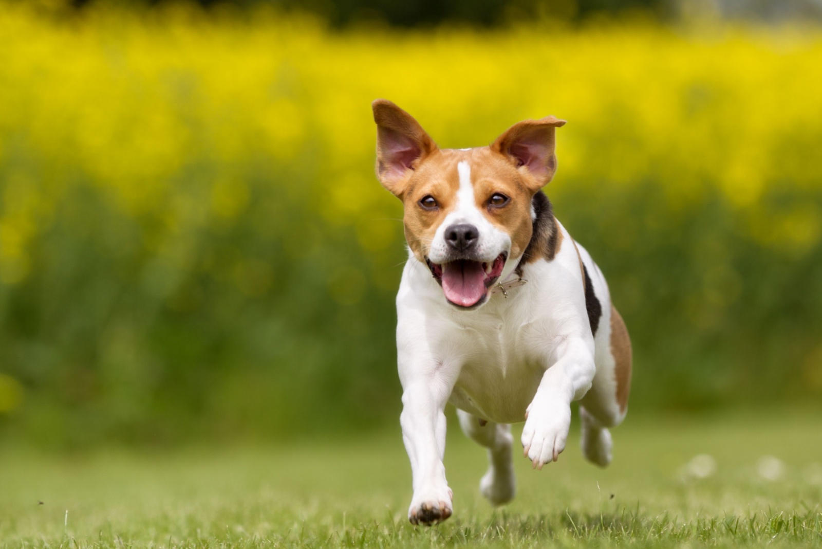 dog running