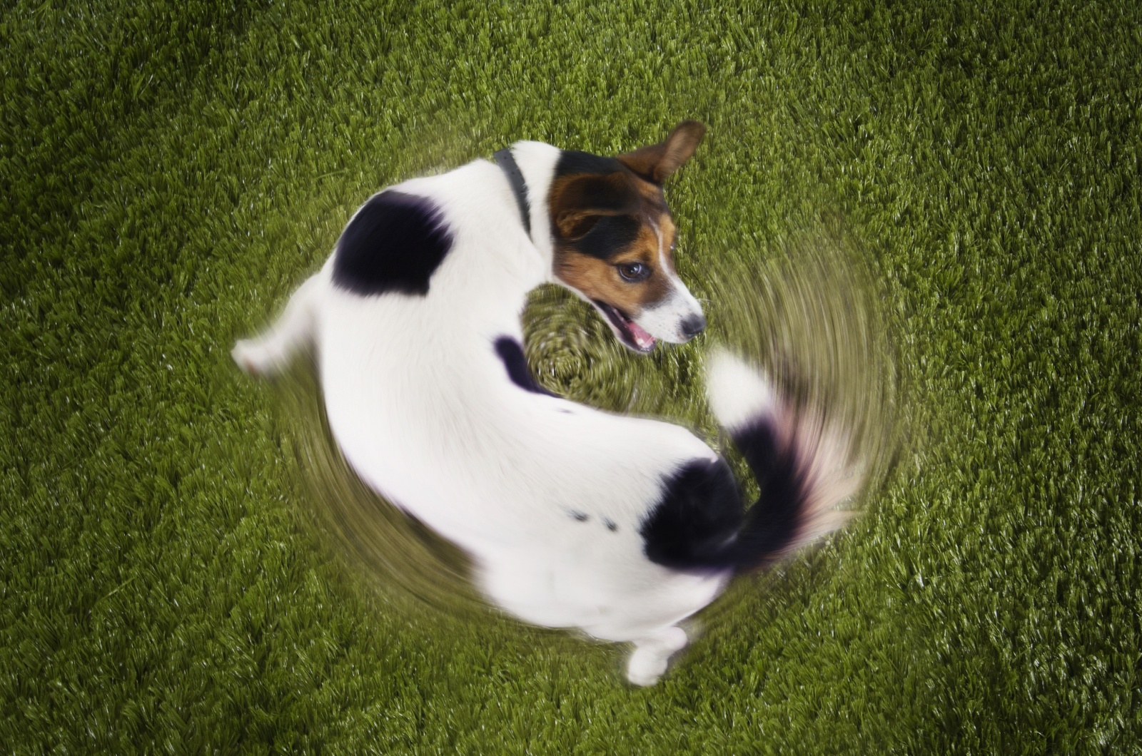 dog running in circle