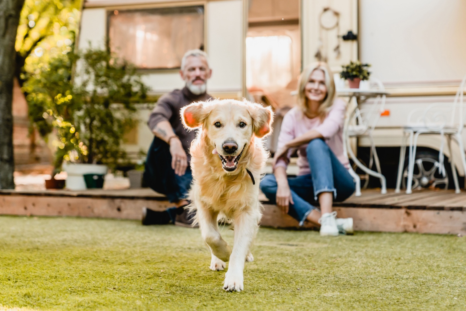 dog running in the yard