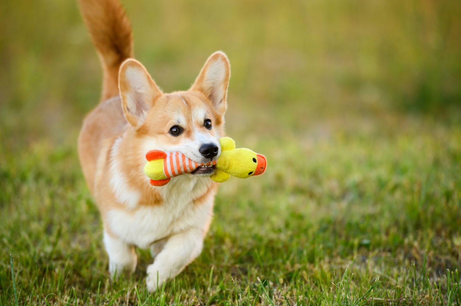 dog running with a toy