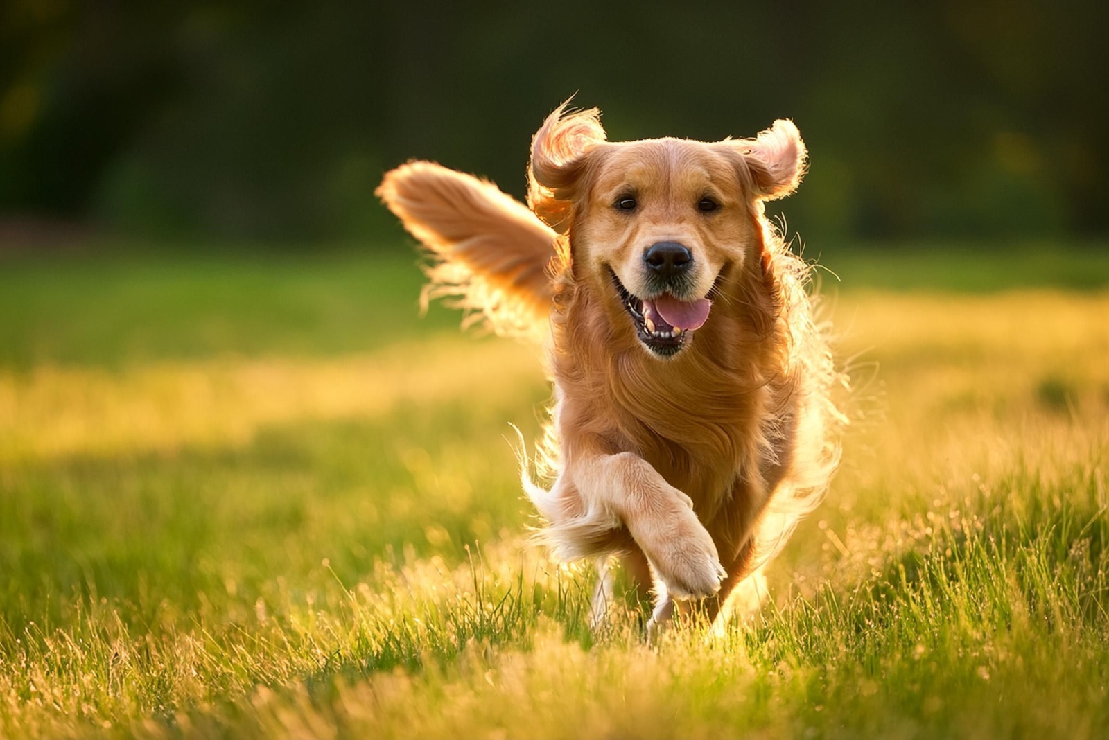 dog running