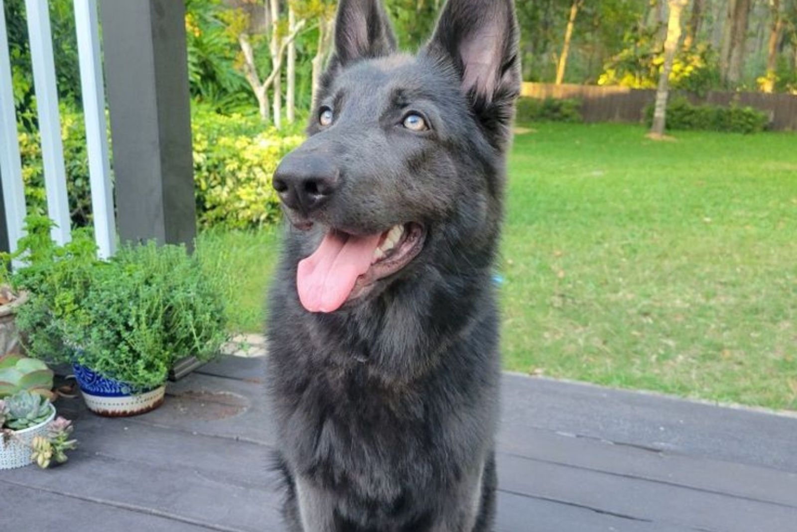 dog sitting on a deck