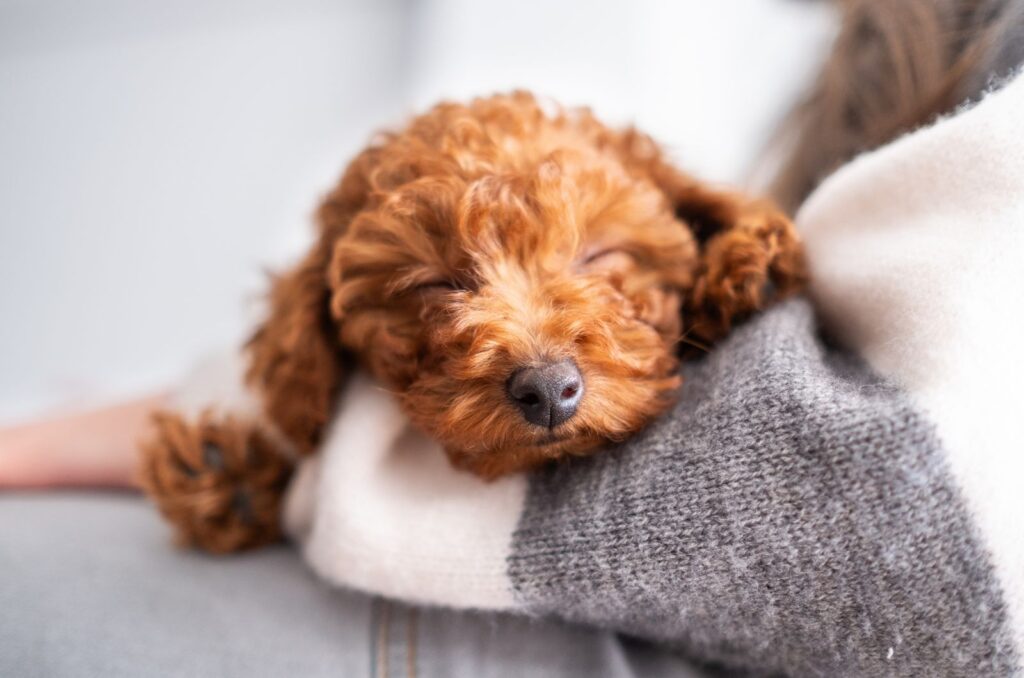 dog sleeping on woman's hand