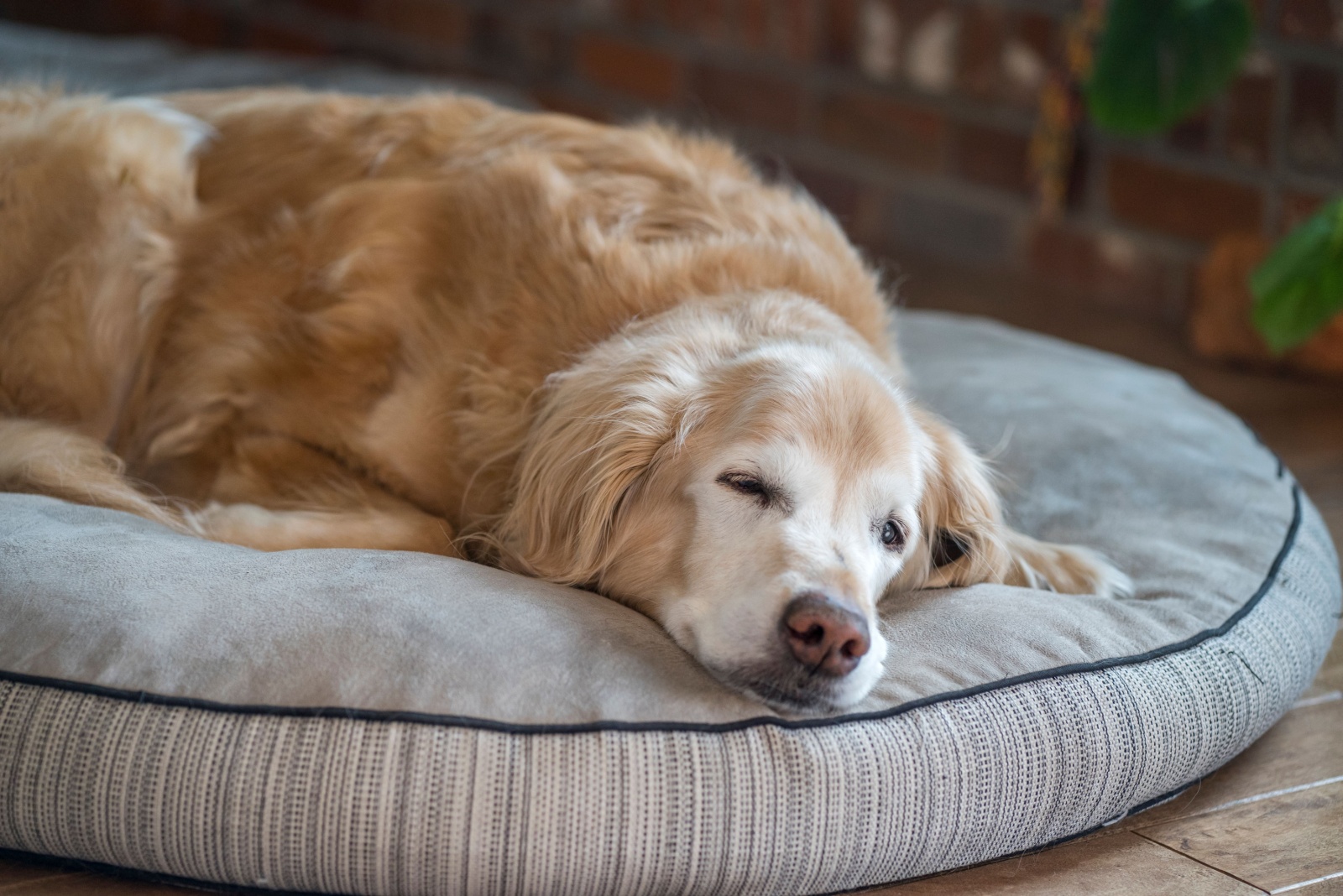 dog sleeping