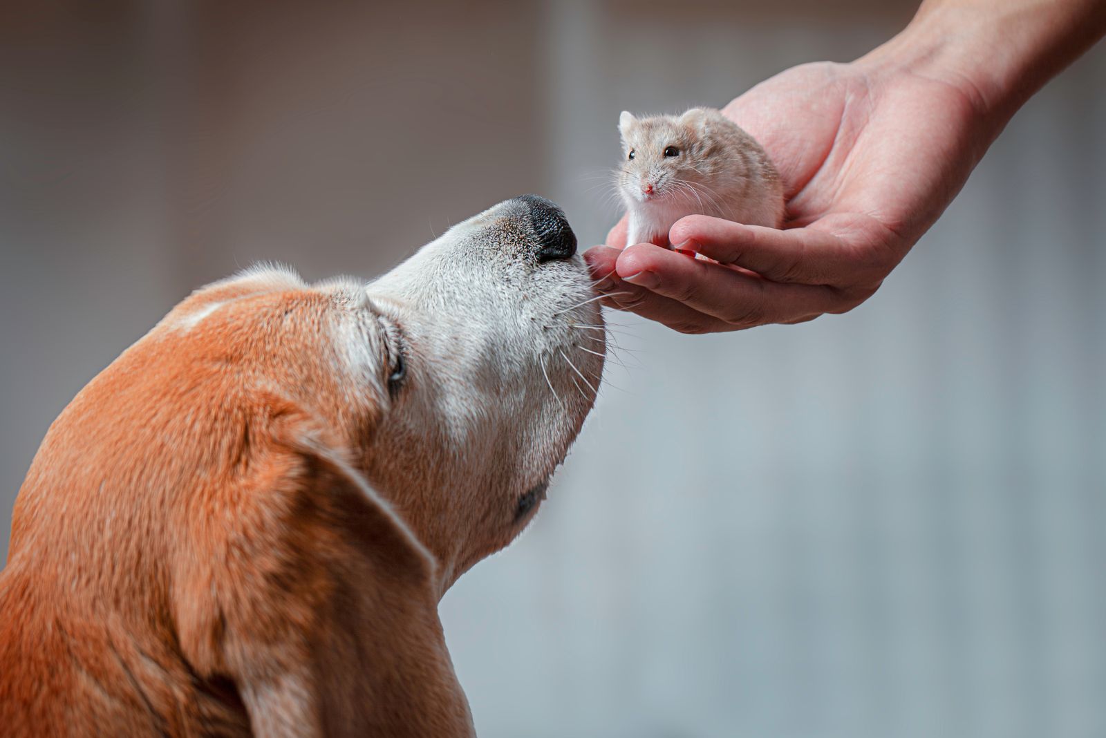 dog sniffing hamster