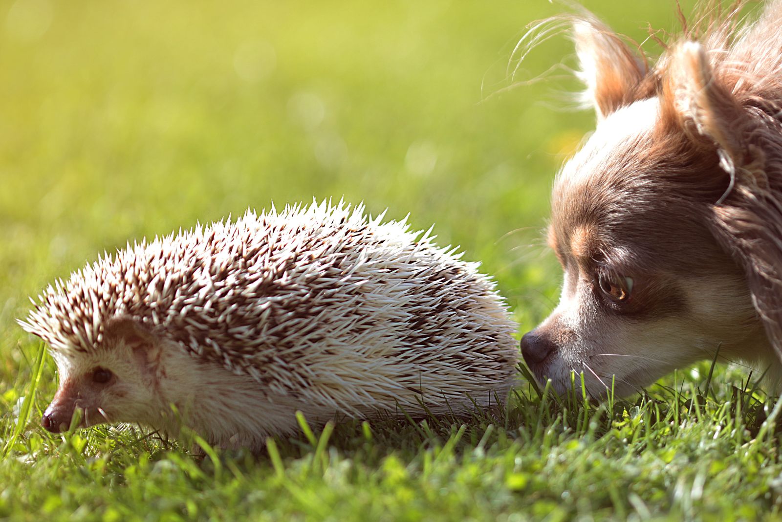 dog sniffing hedgehog