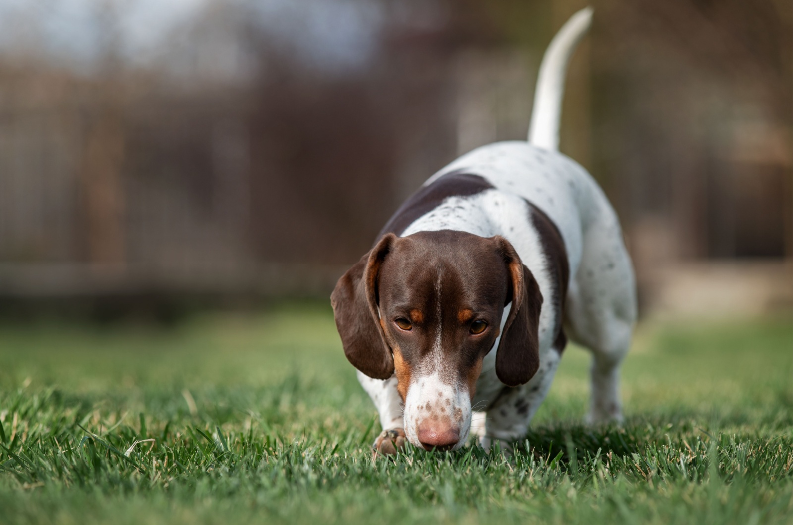 dog sniffing