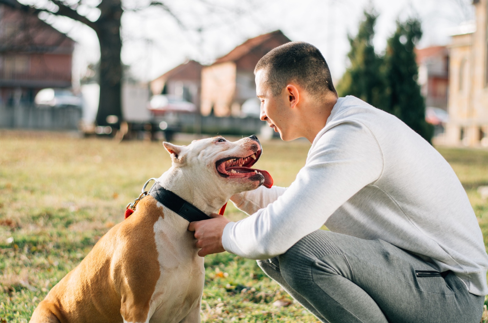 dog staring at owner