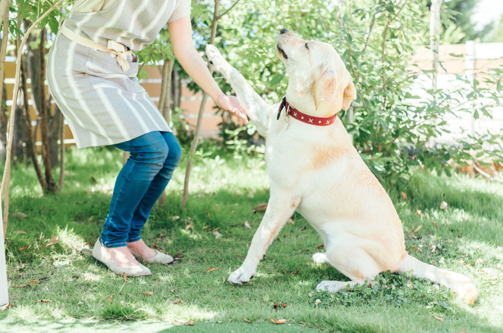 dog taping owner