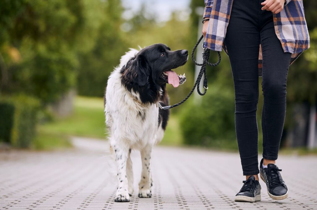 dog walks on a leash with a girl