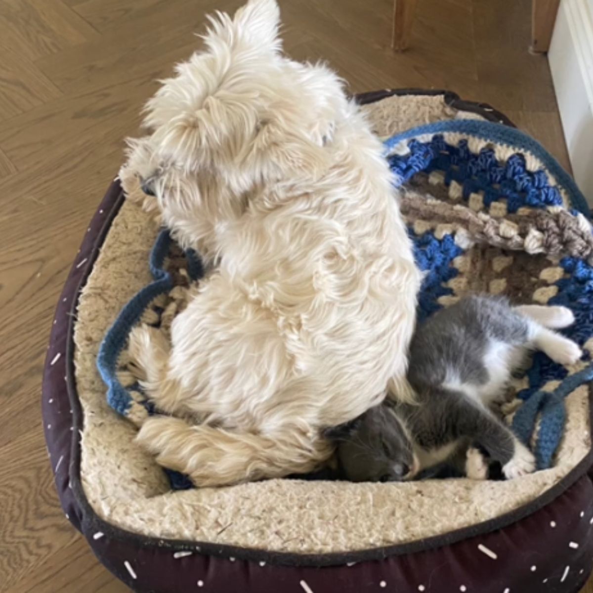 dog with kitten lying