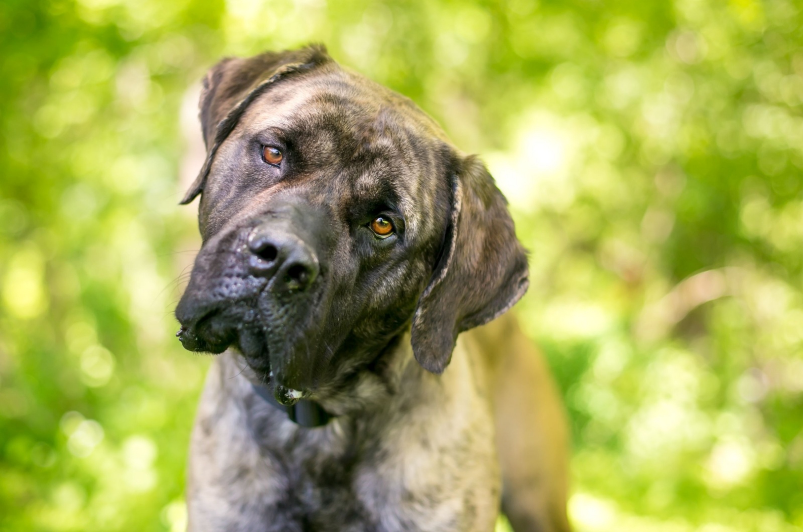 dog with tilted head