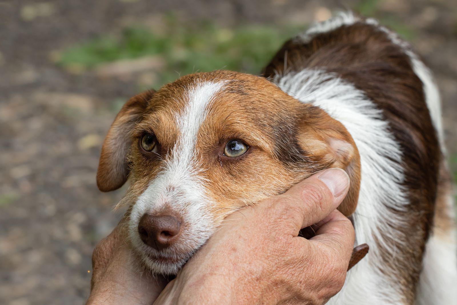 dogs face in hands