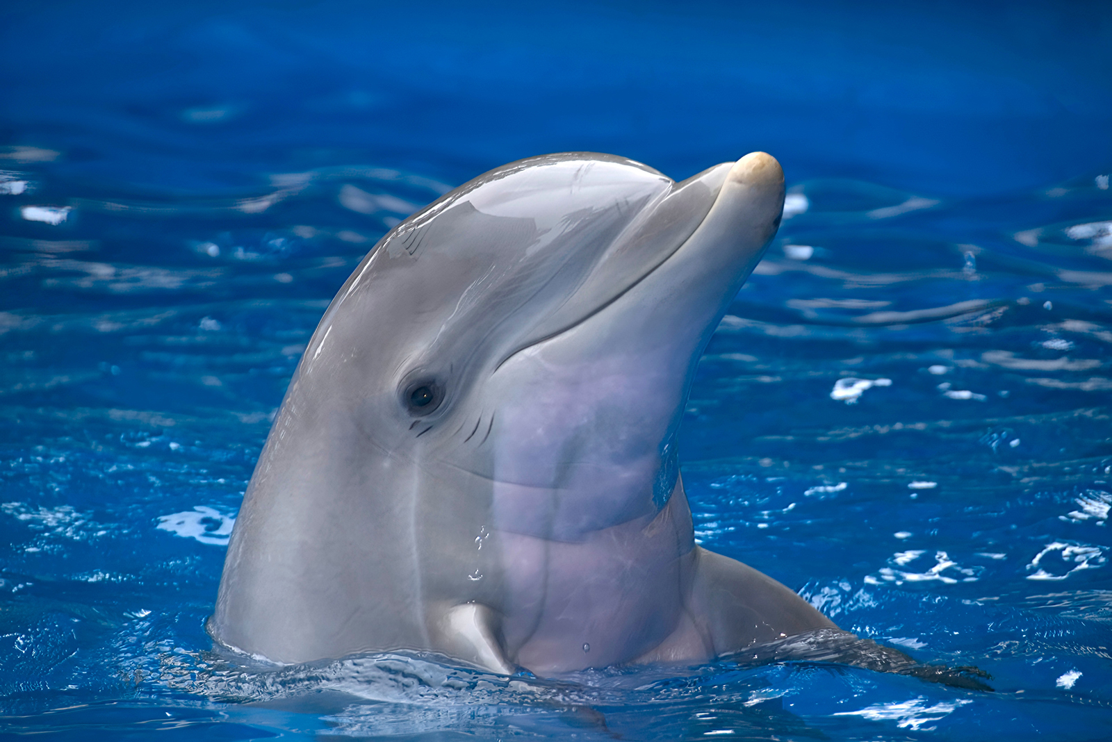 dolphin