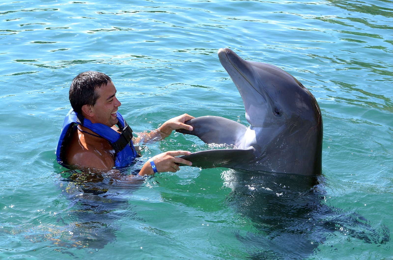 dolphin and man