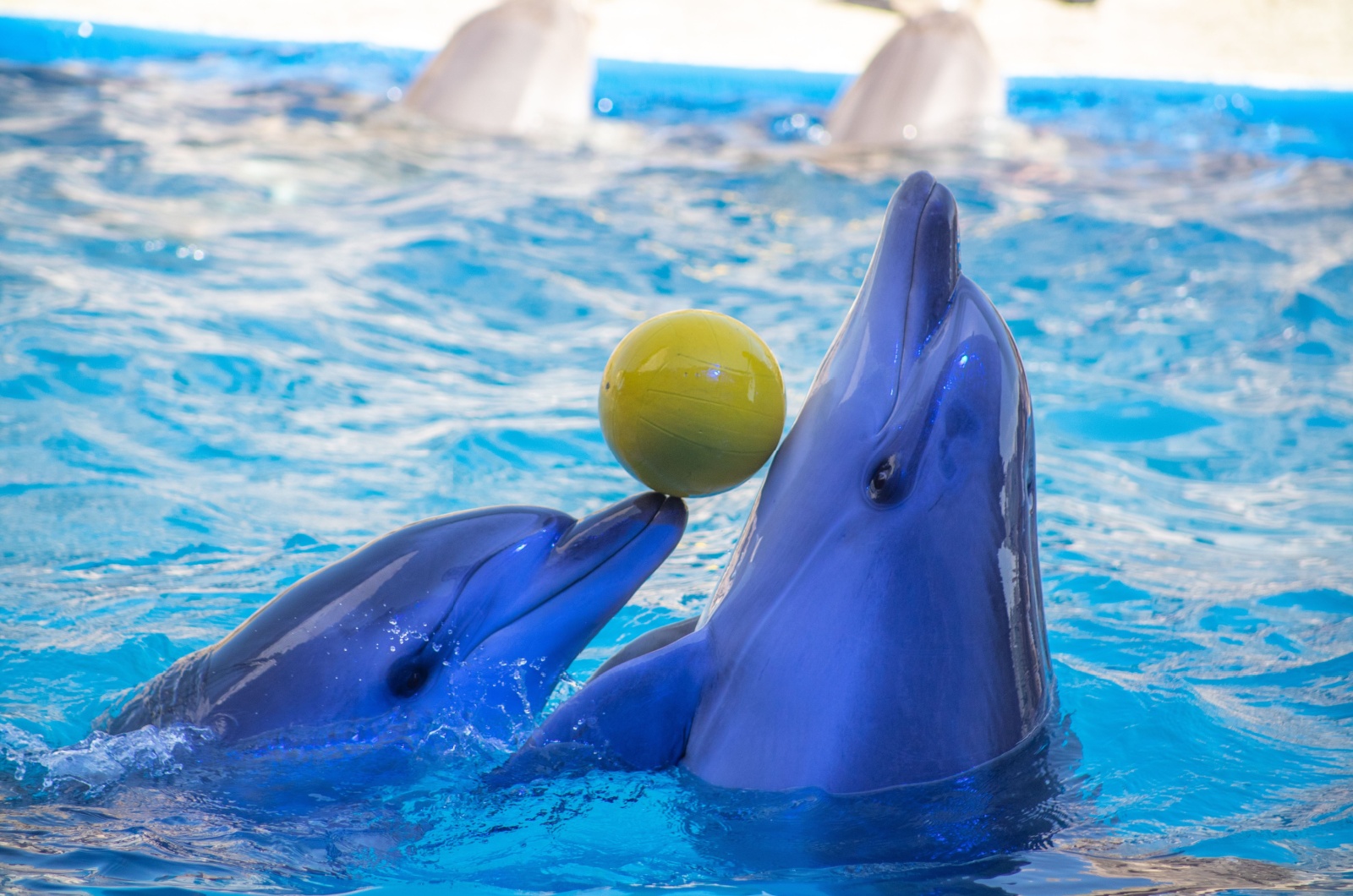 dolphin playing