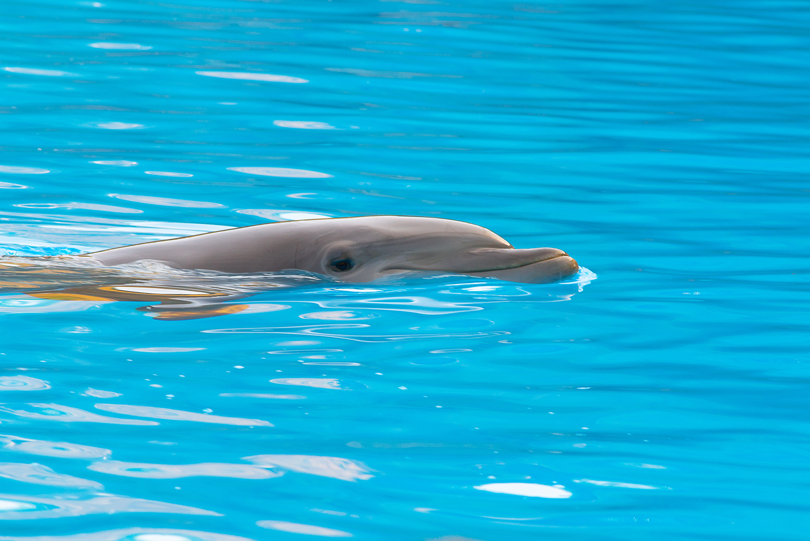 dolphin swimming