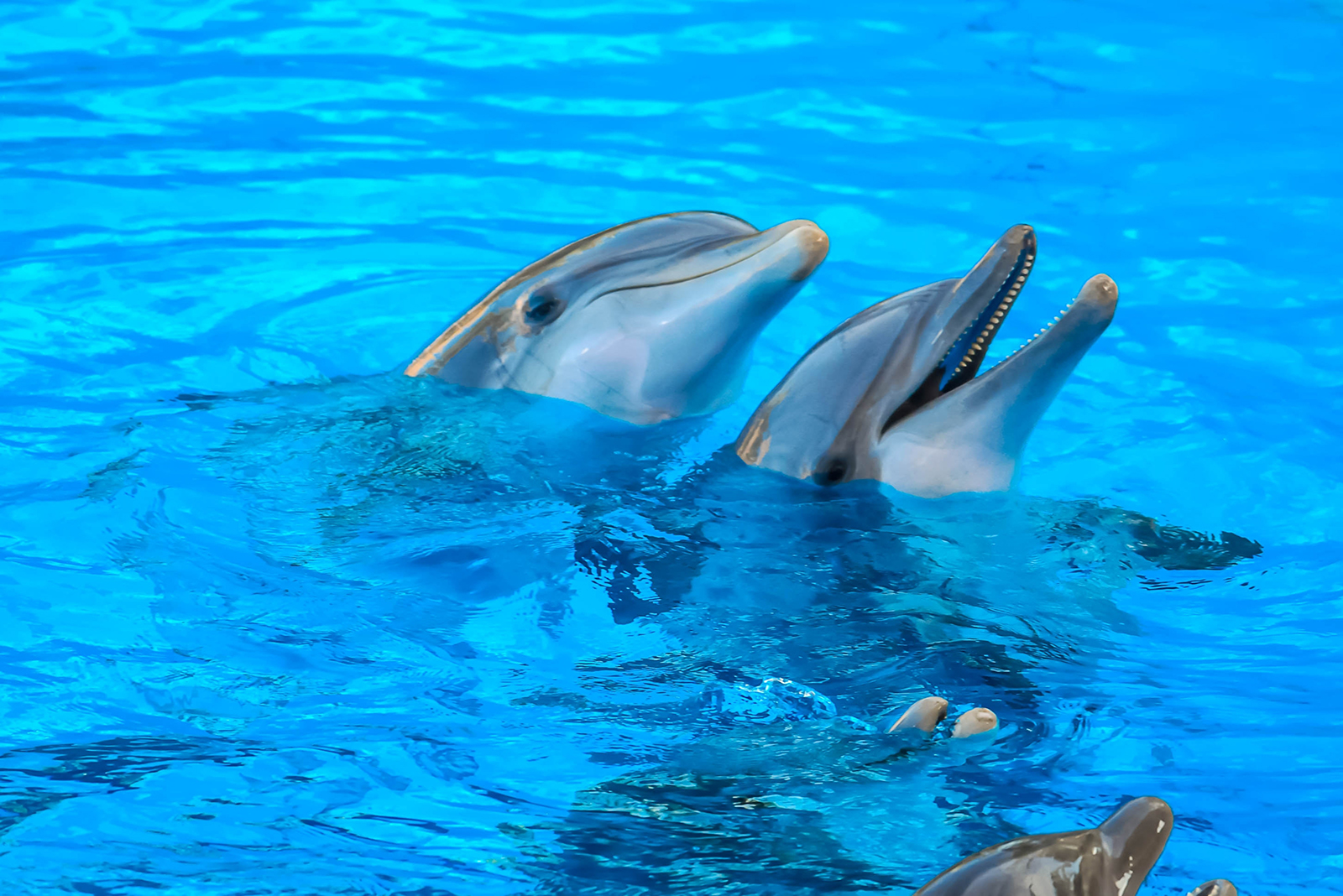 dolphins in the water