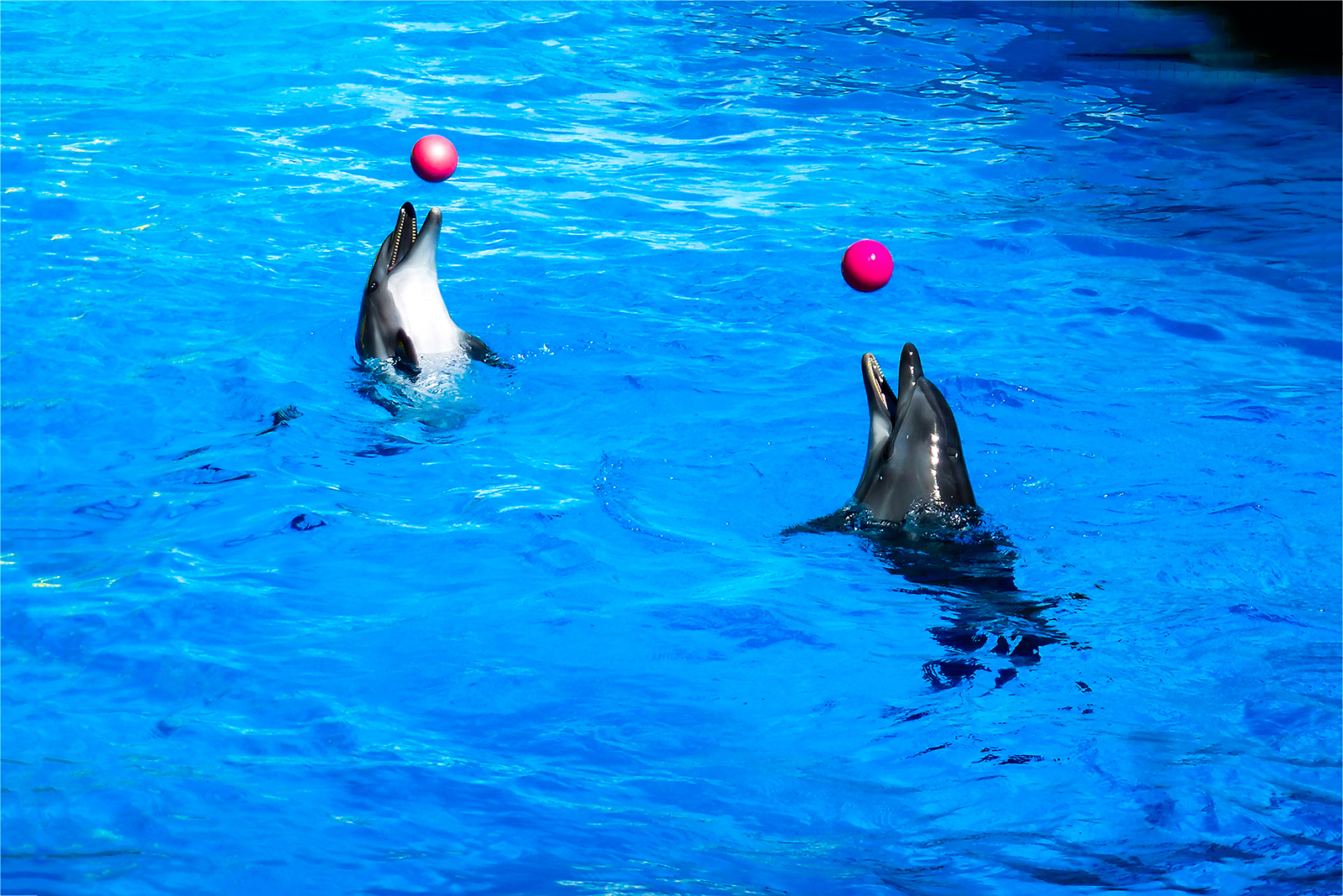 dolphins playing