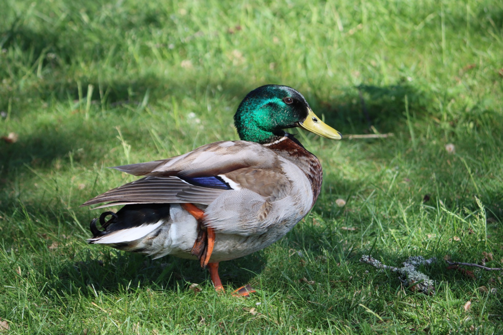 duck on grass