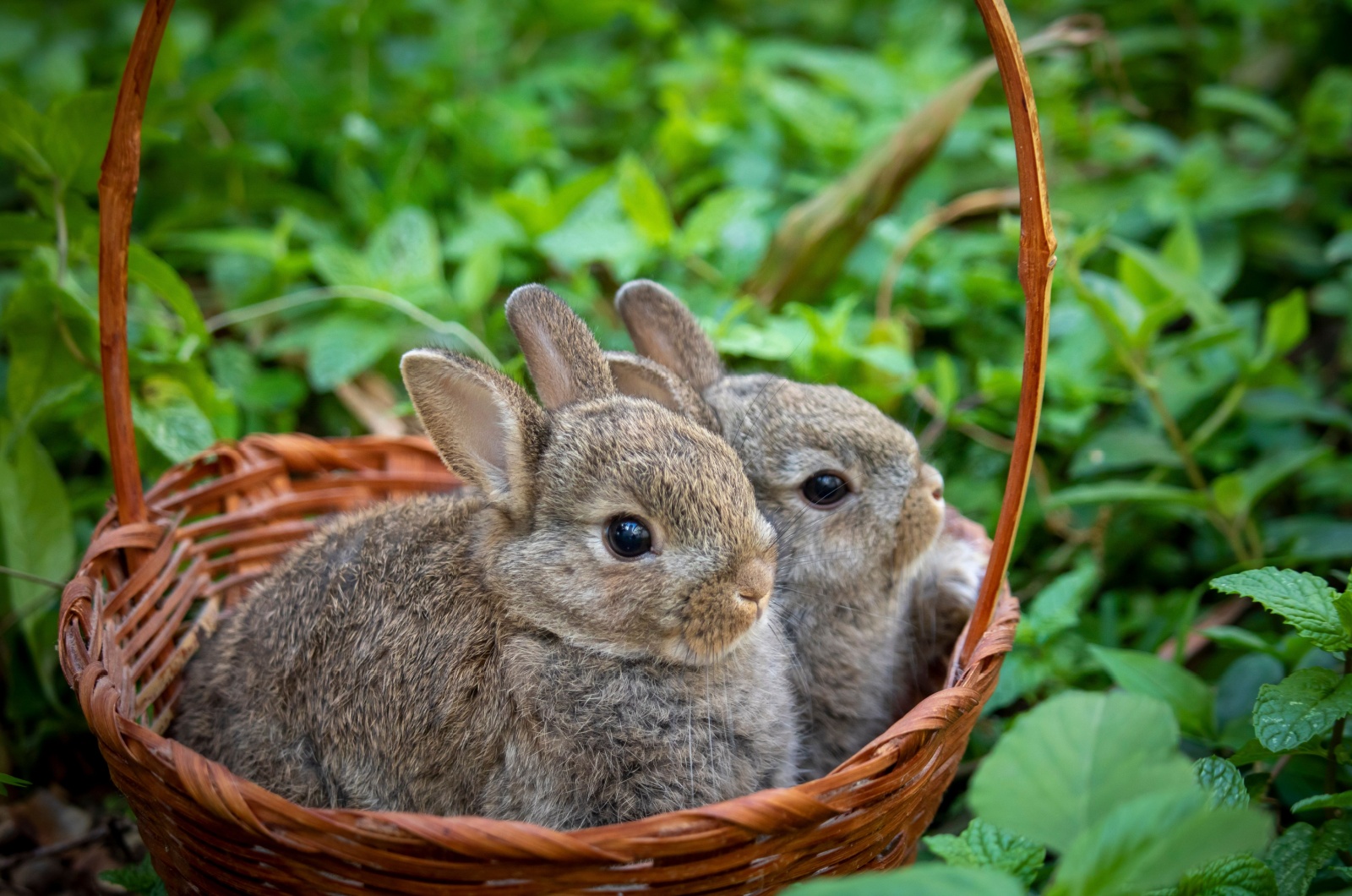 dutch rabbit