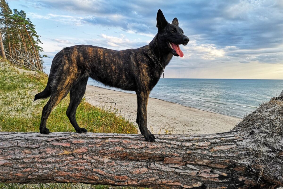 31 Pricey Dog Breeds Ranked From Least To Most Expensive