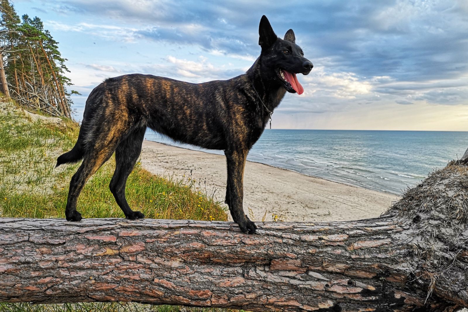 dutch shepherd