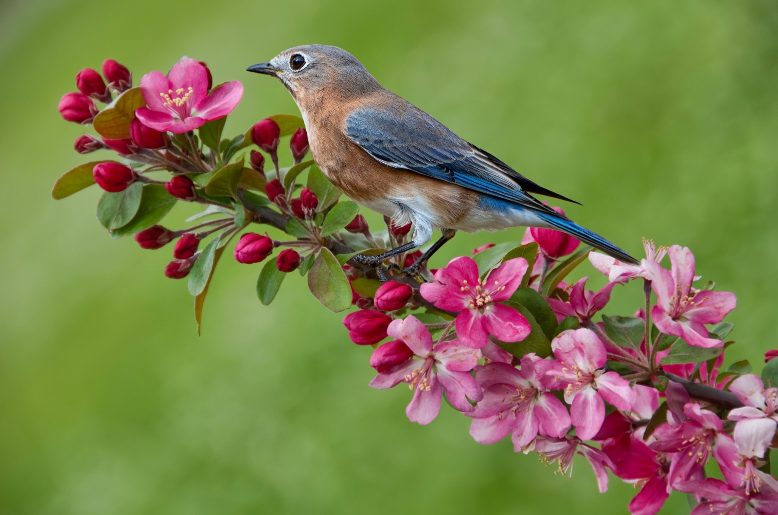 eastern bluebird