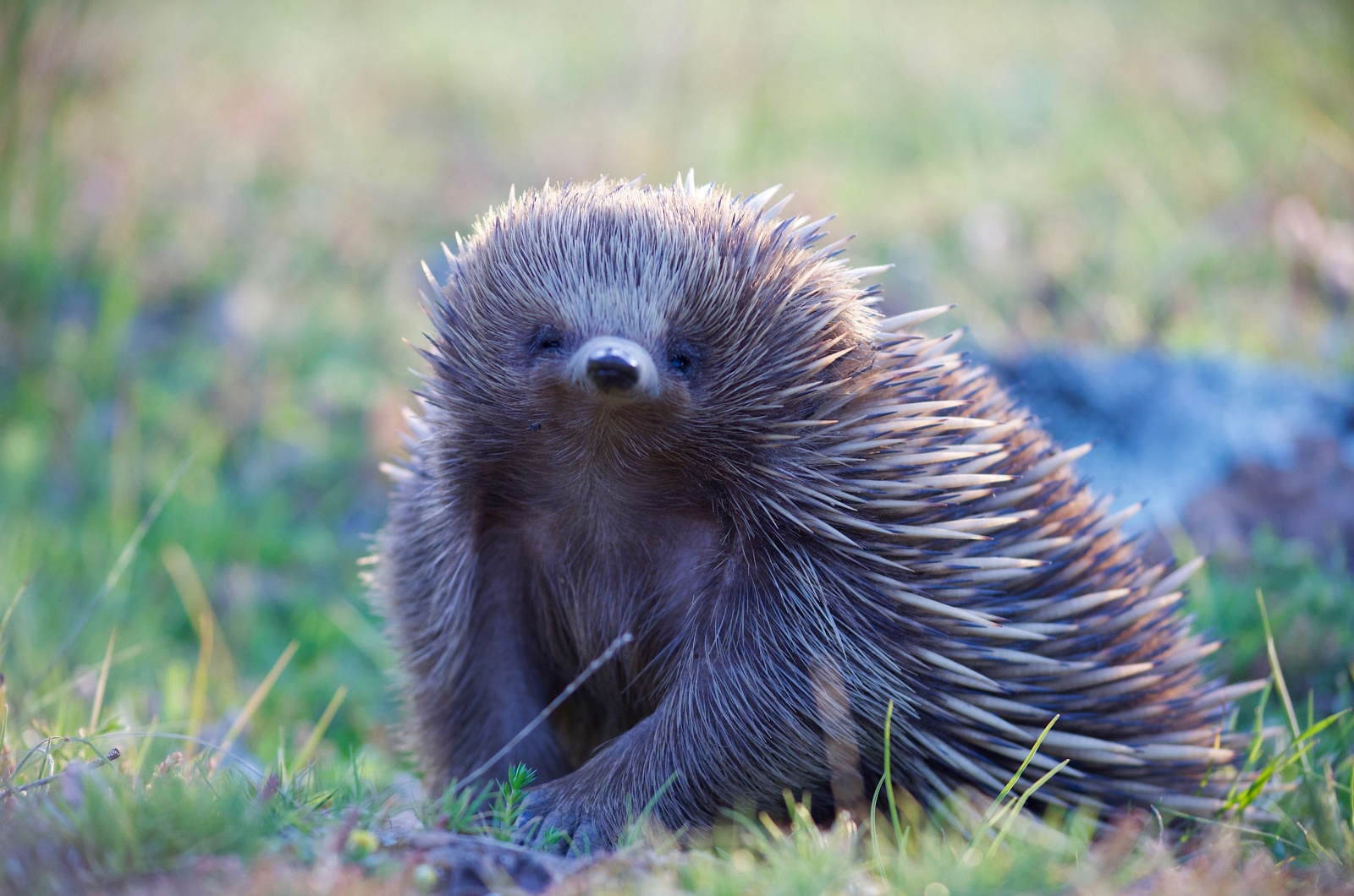 echidna