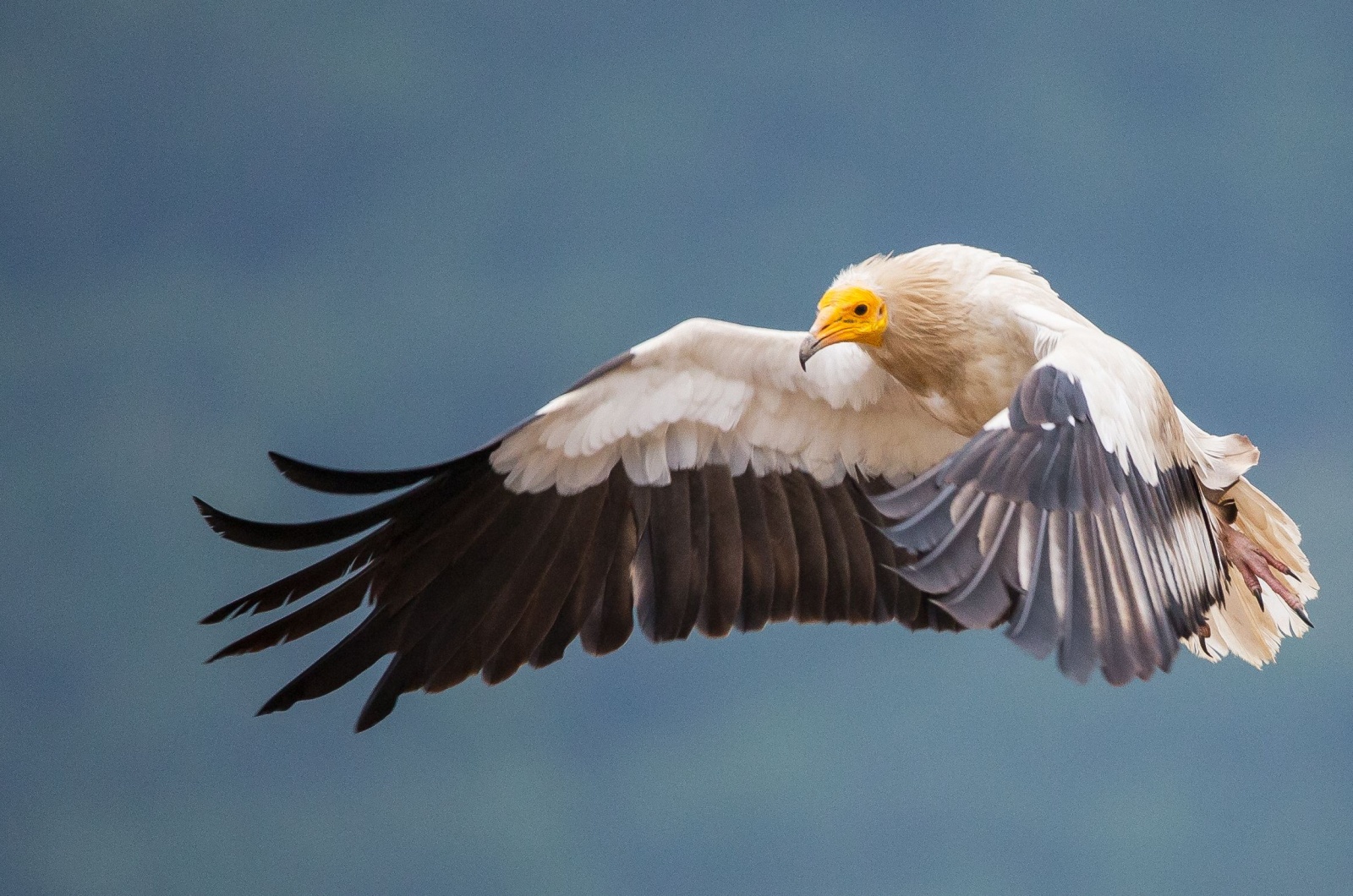 egyptian vulture