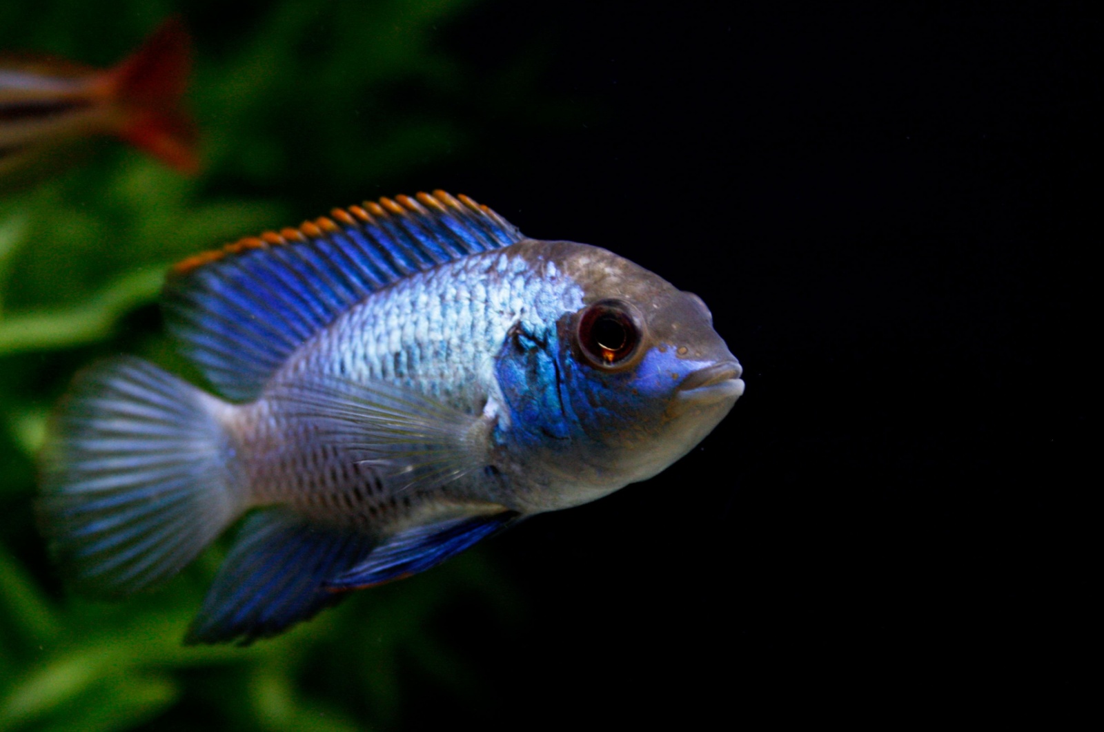 electric blue acara