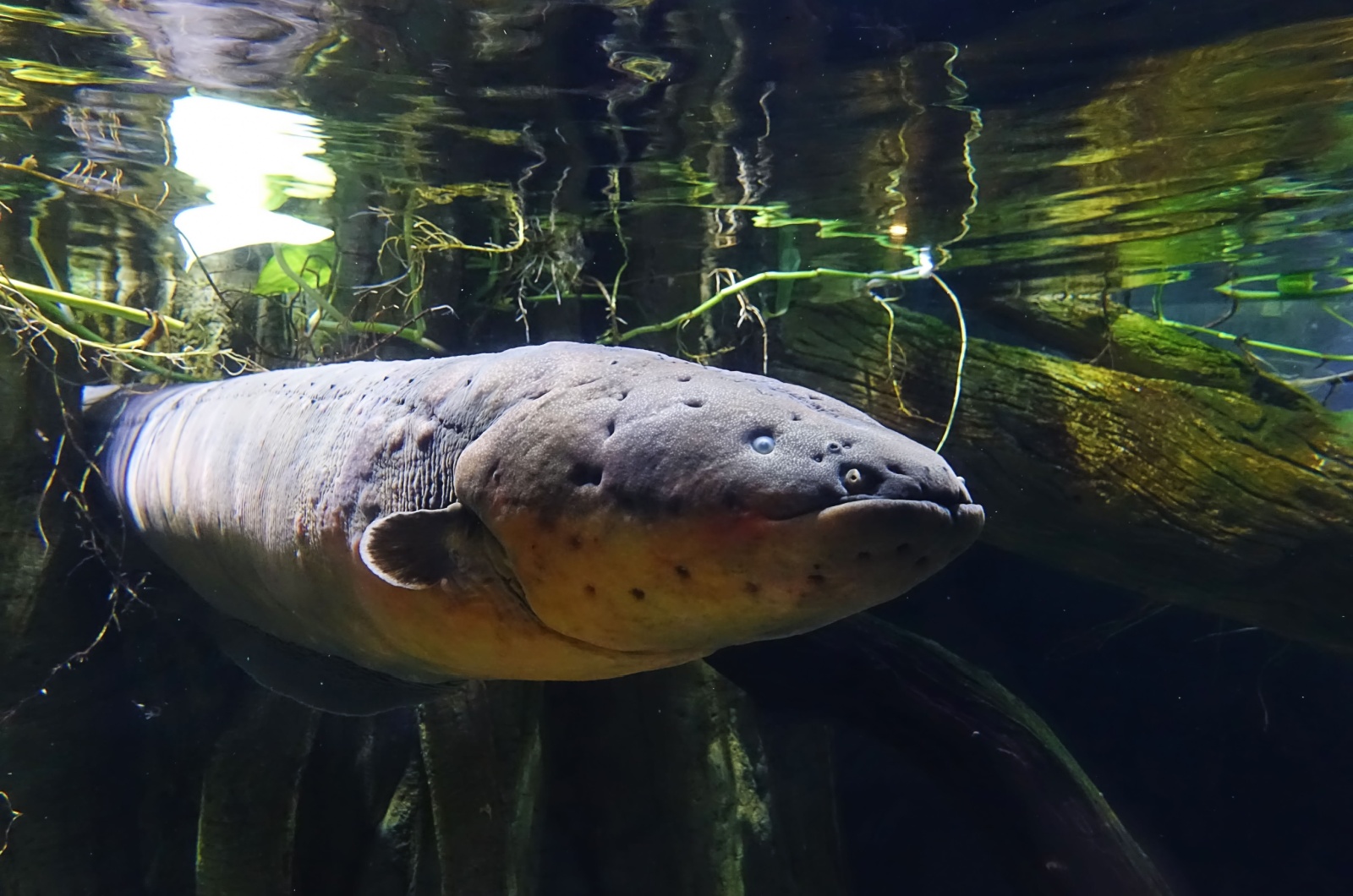 electric eel