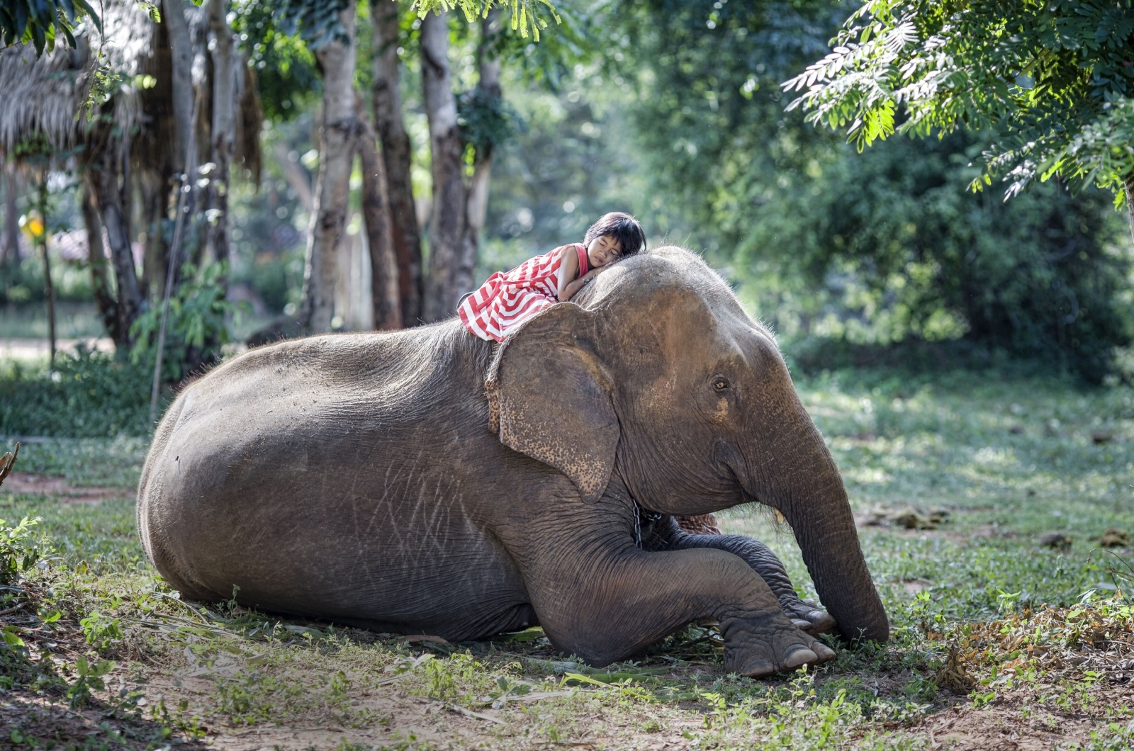 elephant and girl