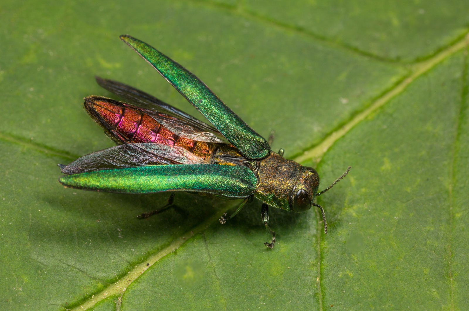 emerald ash borer