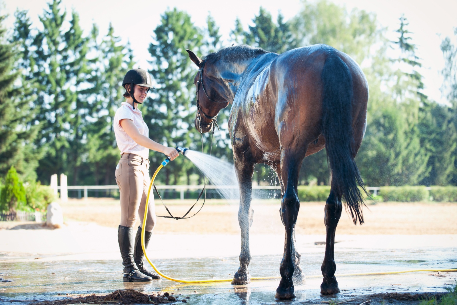 equestrian washing the horse with a hose