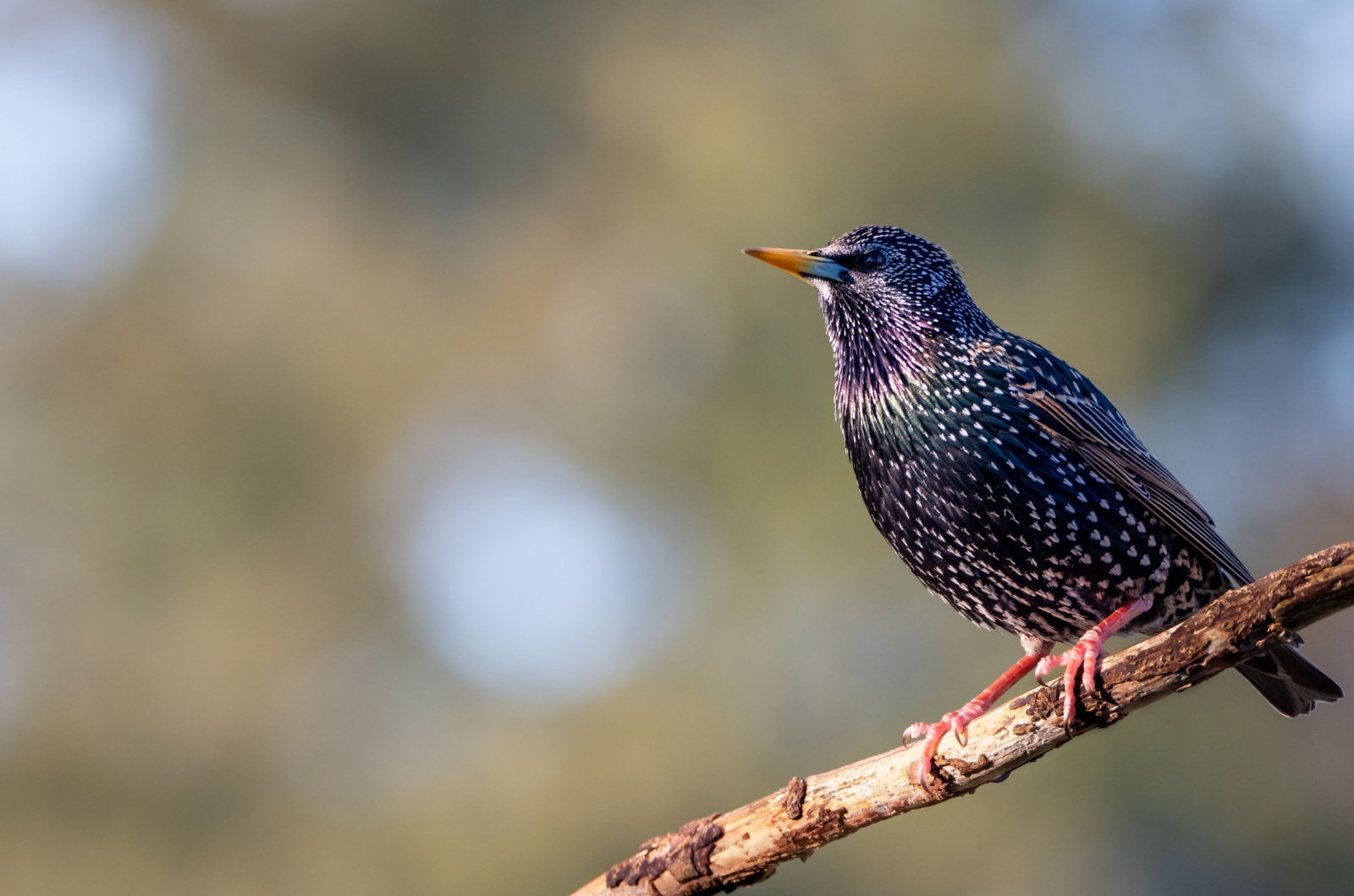 european starling