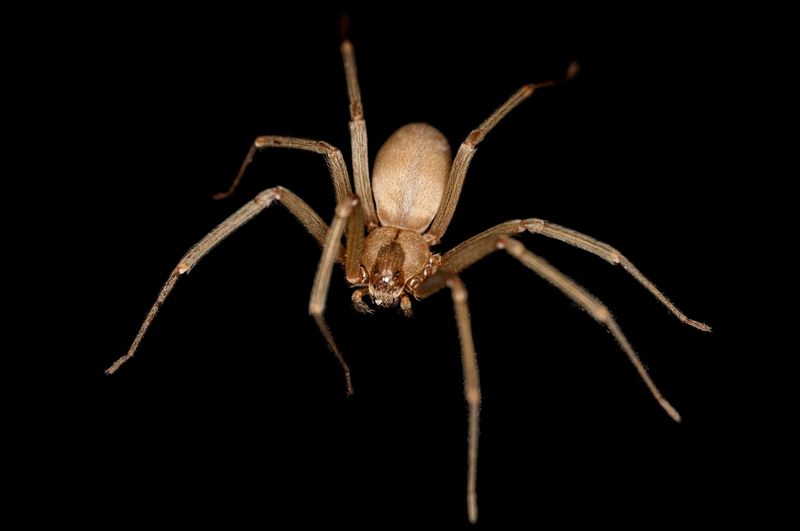 Brown Recluse Spider