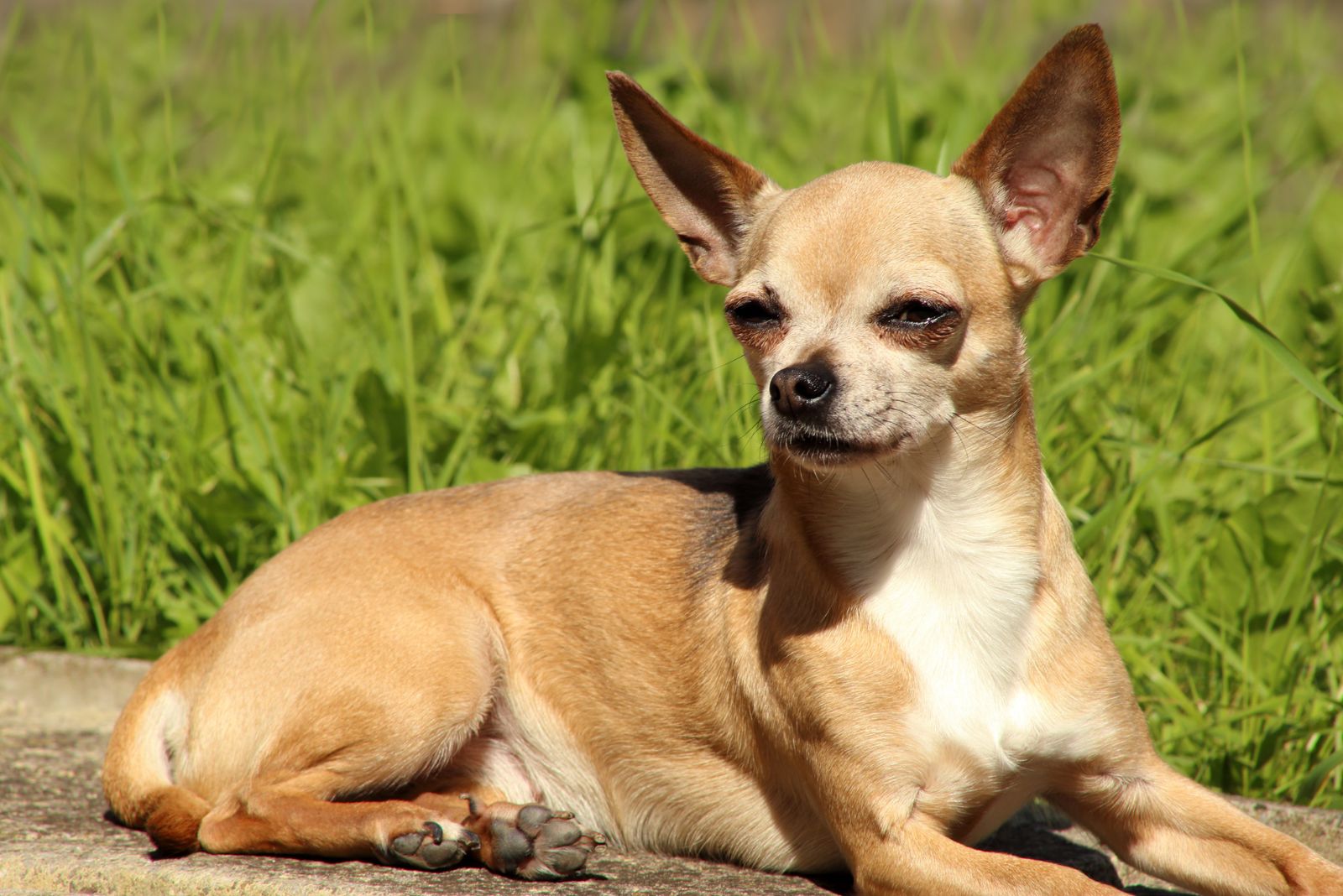 fawn chihuahua