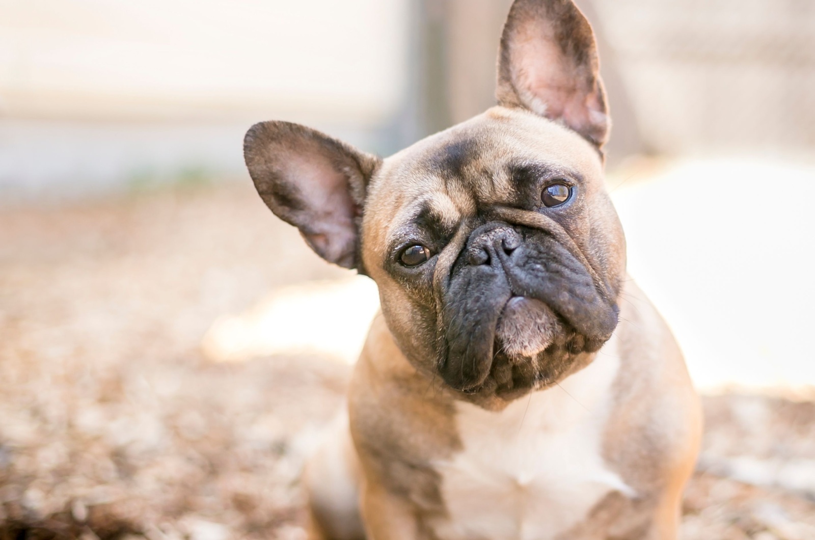 fawn French bulldog