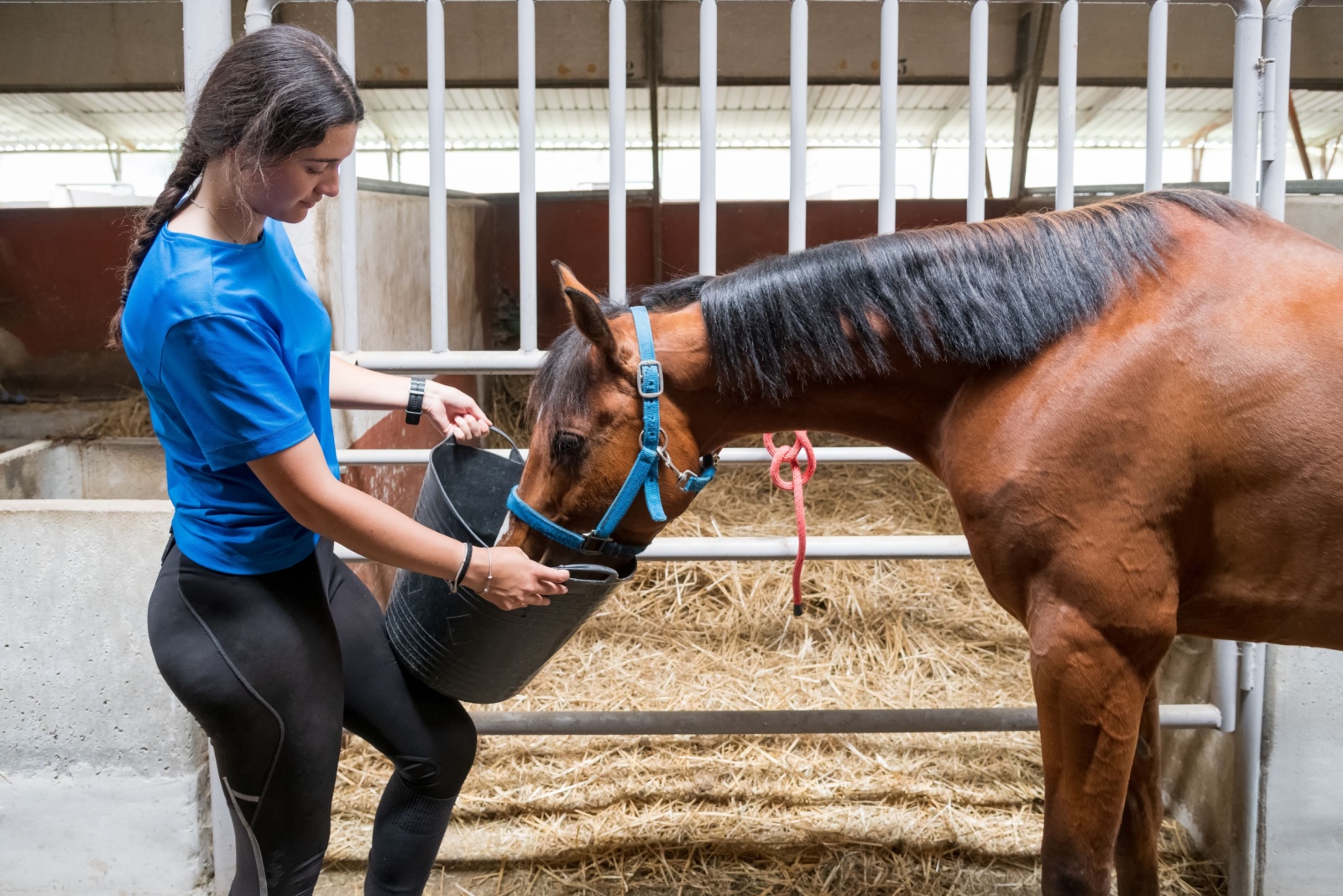 female feeding the horse