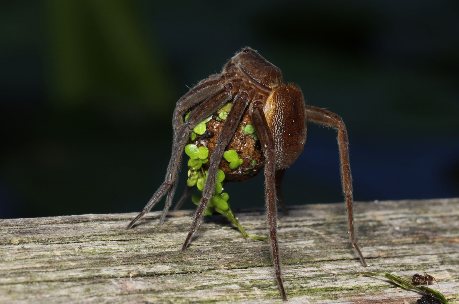 fen raft spider