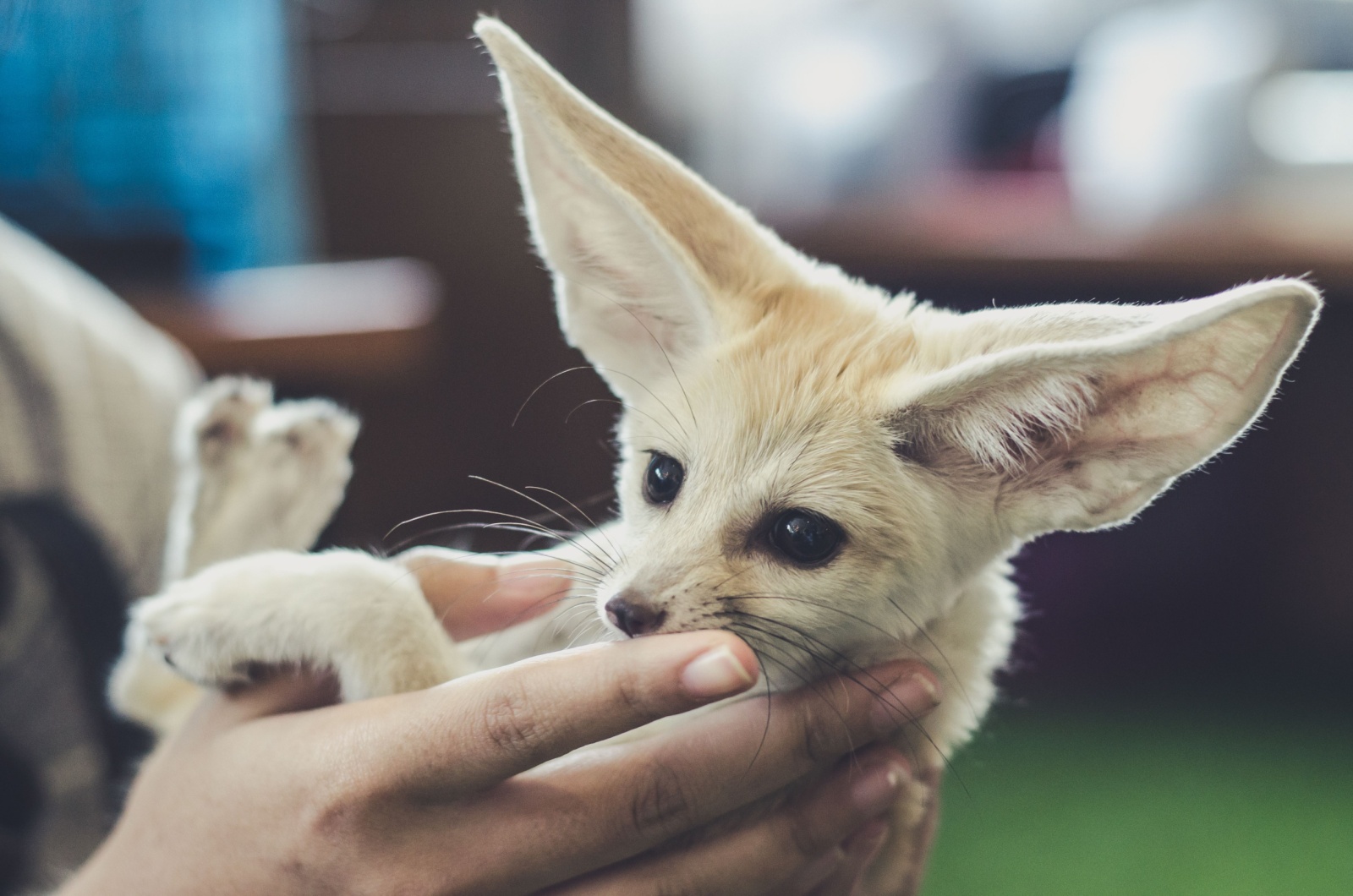 fennec fox