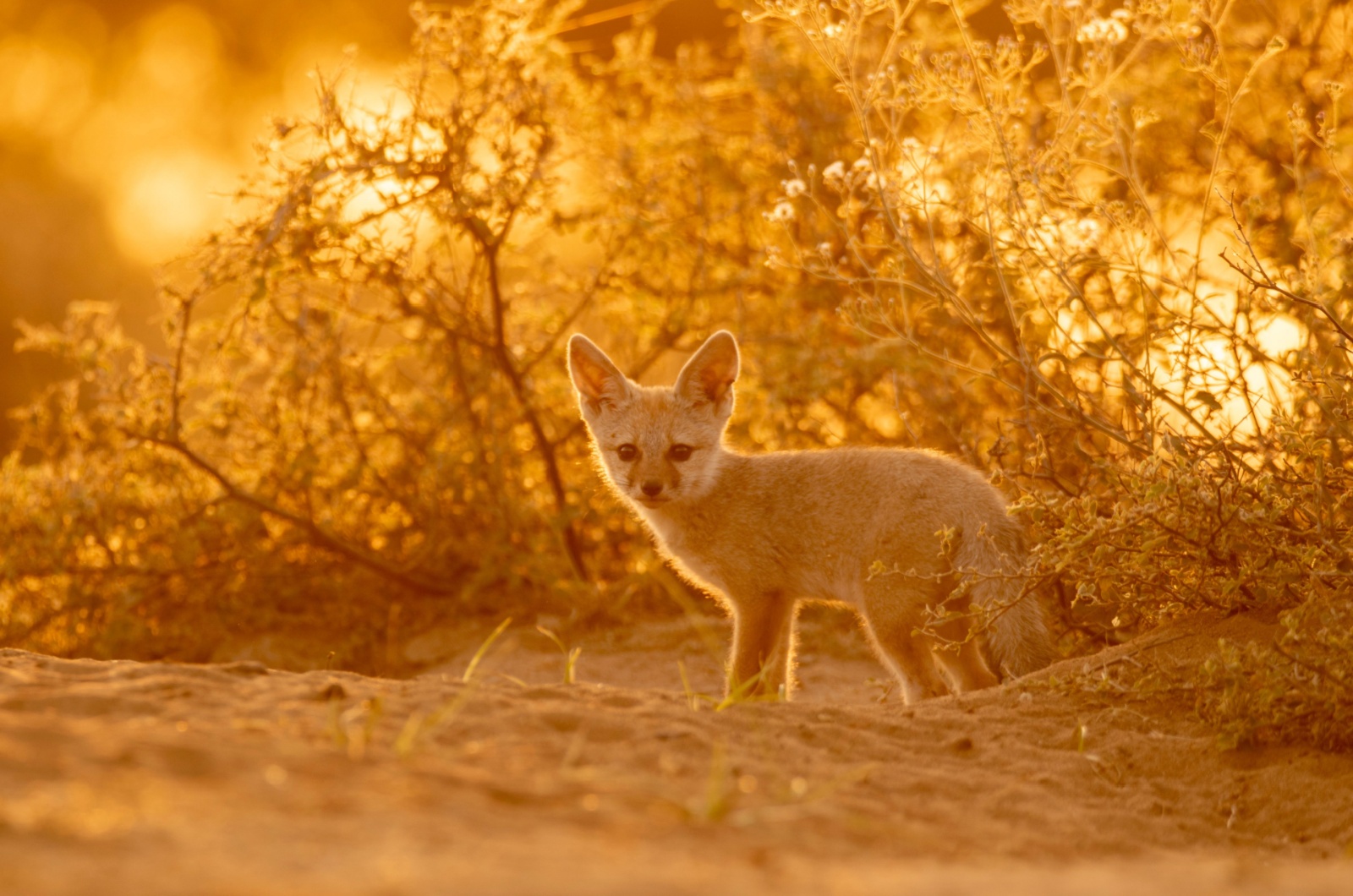 fennec foxx