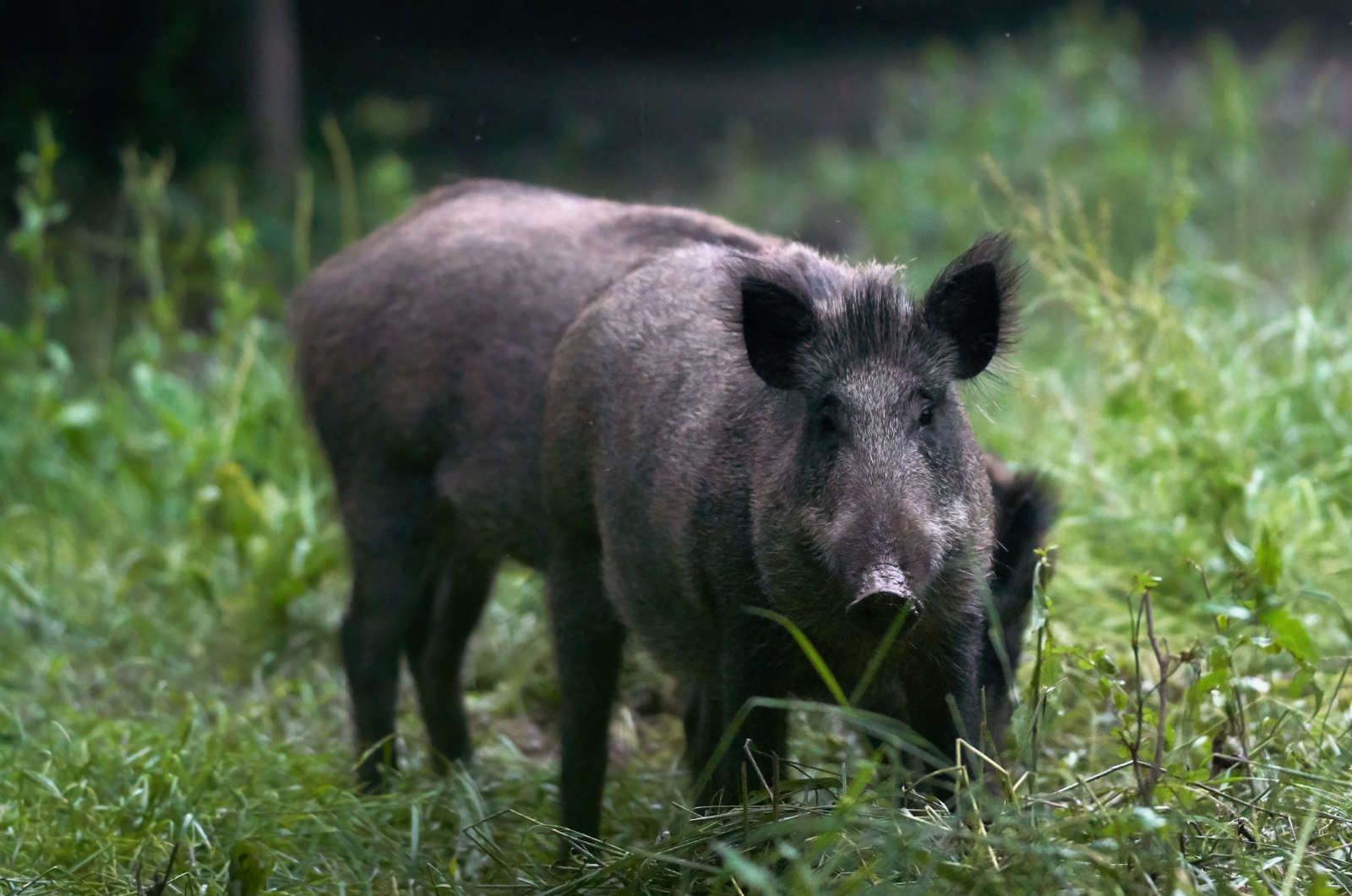 feral hog