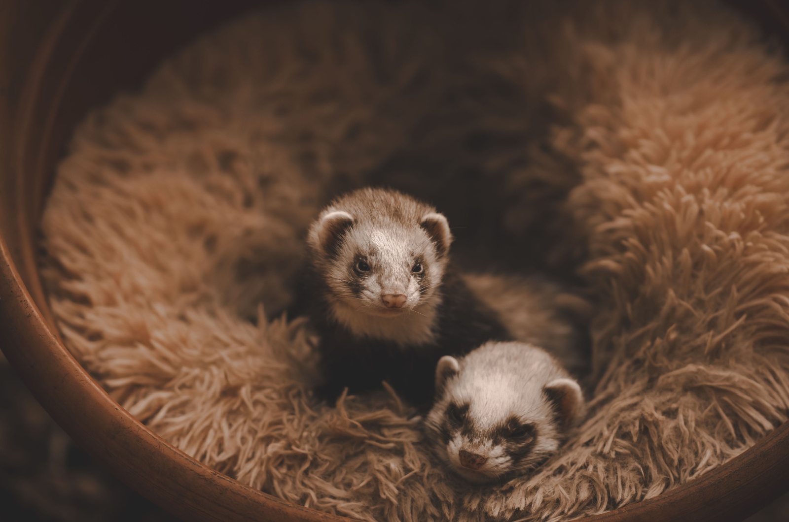 ferrets