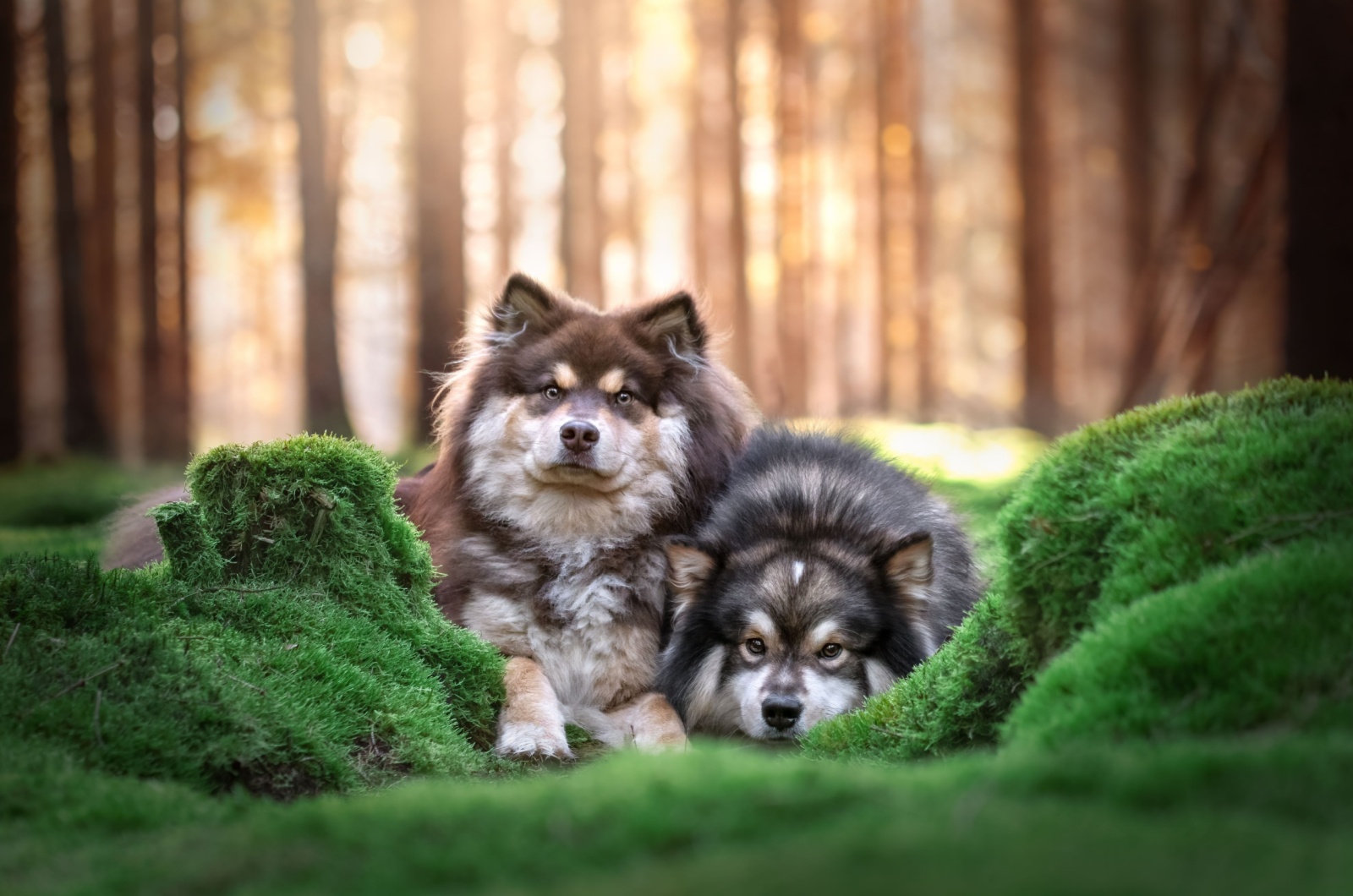 finnish lapphund