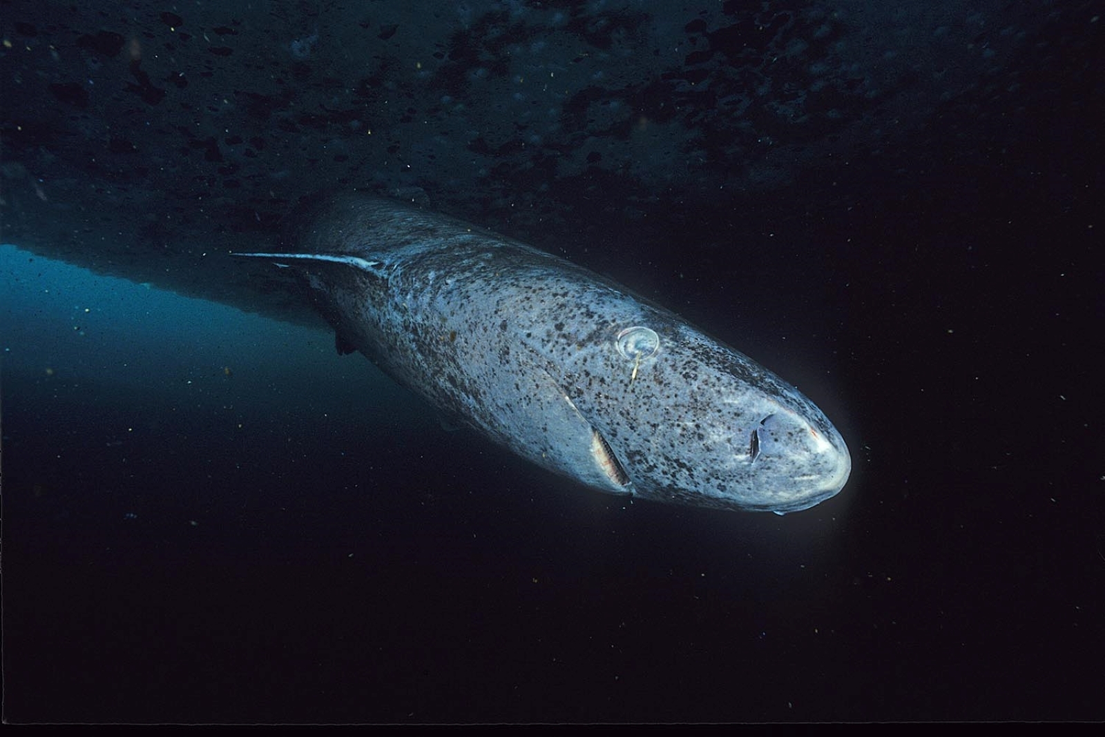 fish in dark ocean