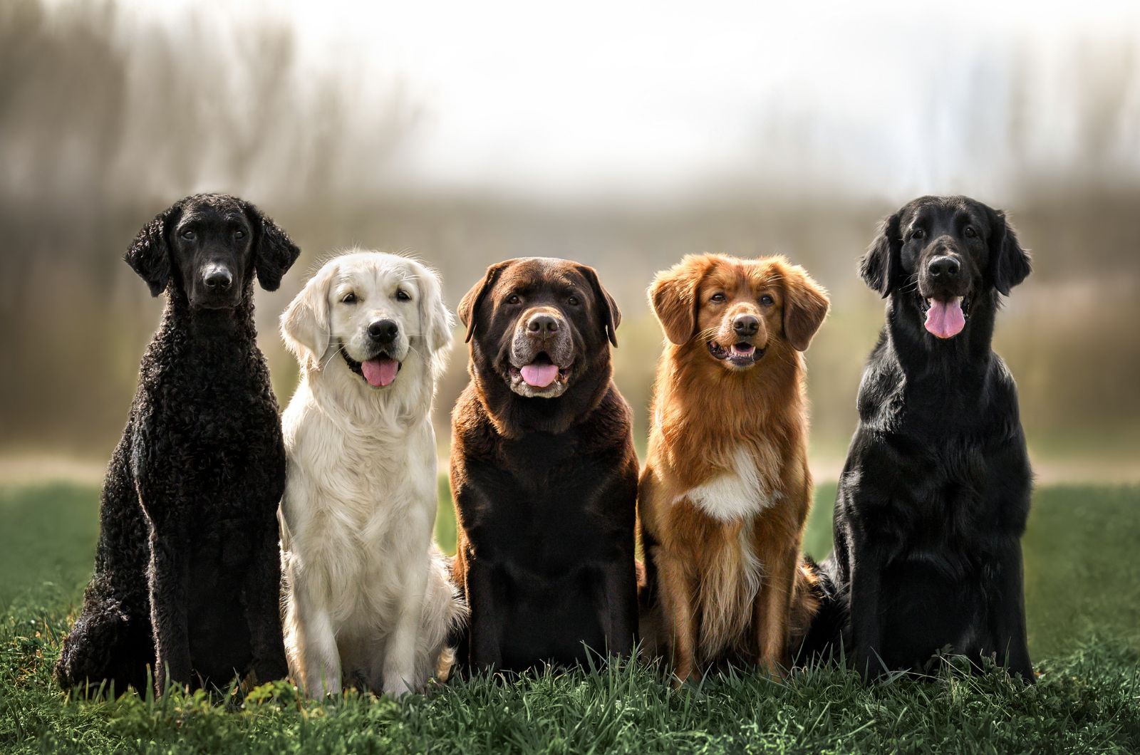 five dogs sitting in line