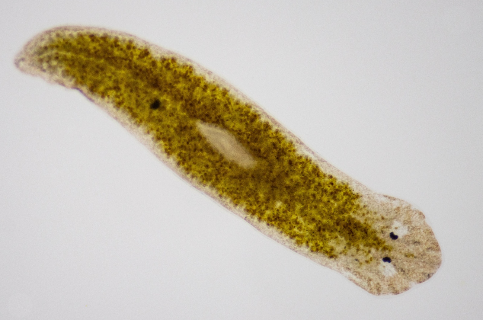 flatworm