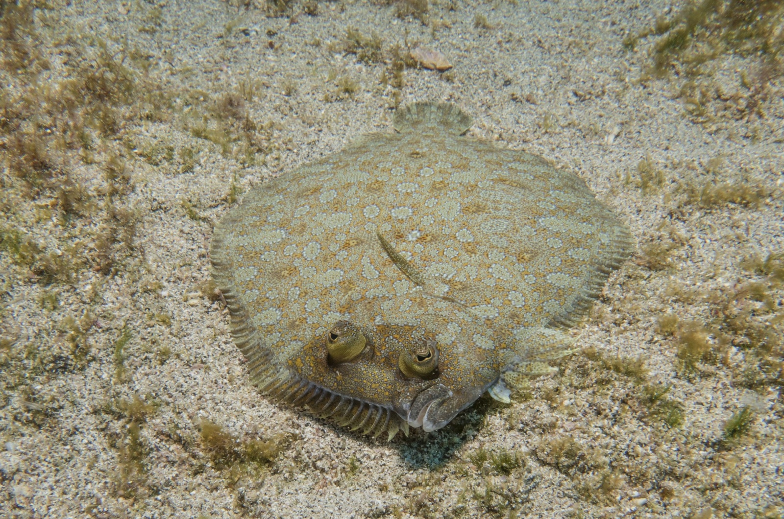 flounder fish